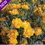 Eschscholzia californica 'Gold Swirl'